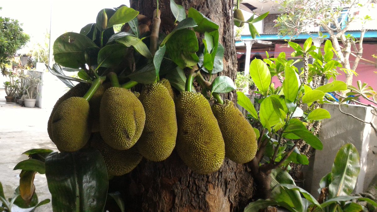 Dober_s's tweet photo. Musim duren telah tibaa @autobild_ina #4GinAja #HTD2016 https://t.co/5d7zvH6JsA