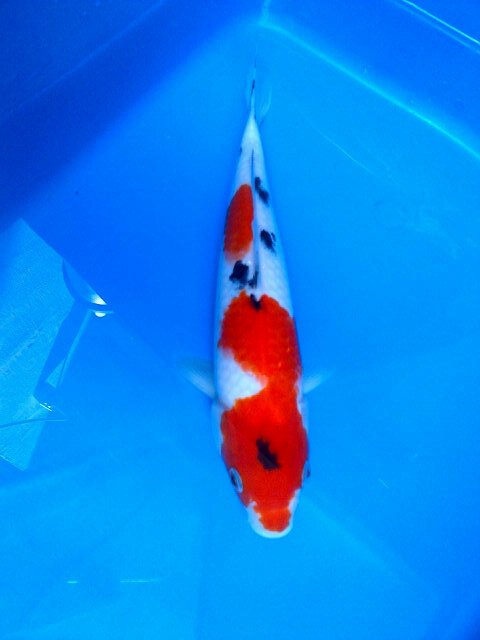 java_koi tweet picture
