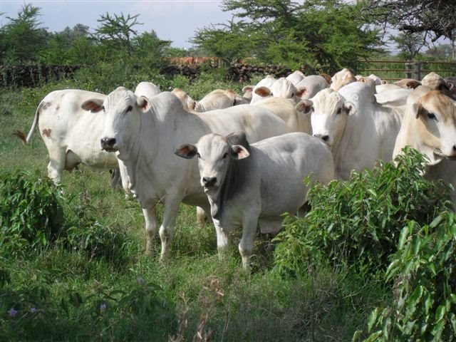 boransociety's tweet photo. #Borans are Africa's hardiest cattle and a product of centuries of Kenyan / East African livestock knowhow. https://t.co/MRlIFYy9wS