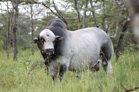 boransociety's tweet photo. Marvel at the lines on this Mogwooni stud bull -- See #Africa's best  #Borancattle Jamhuri Park Nairobi 21/23 July https://t.co/cbHaKTLKEd