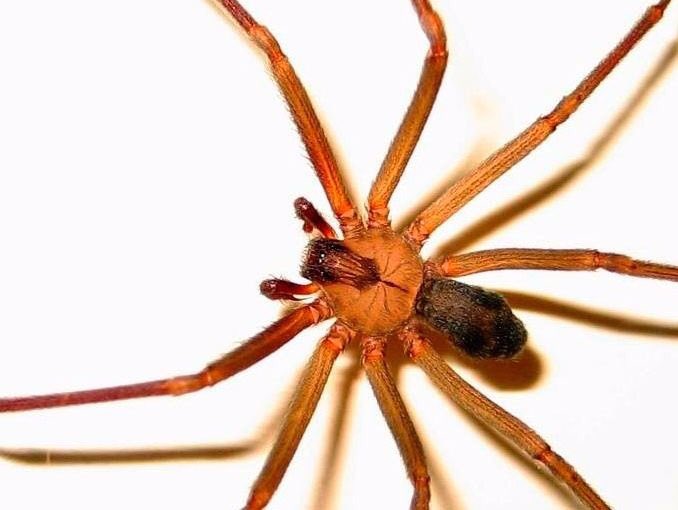 JLMNoticias's tweet photo. Esta es la araña violinista, identifícala y toma tus precauciones. Sacude tu ropa y zapatos, sacude tu ropa de cama. https://t.co/bU2NLBHxif