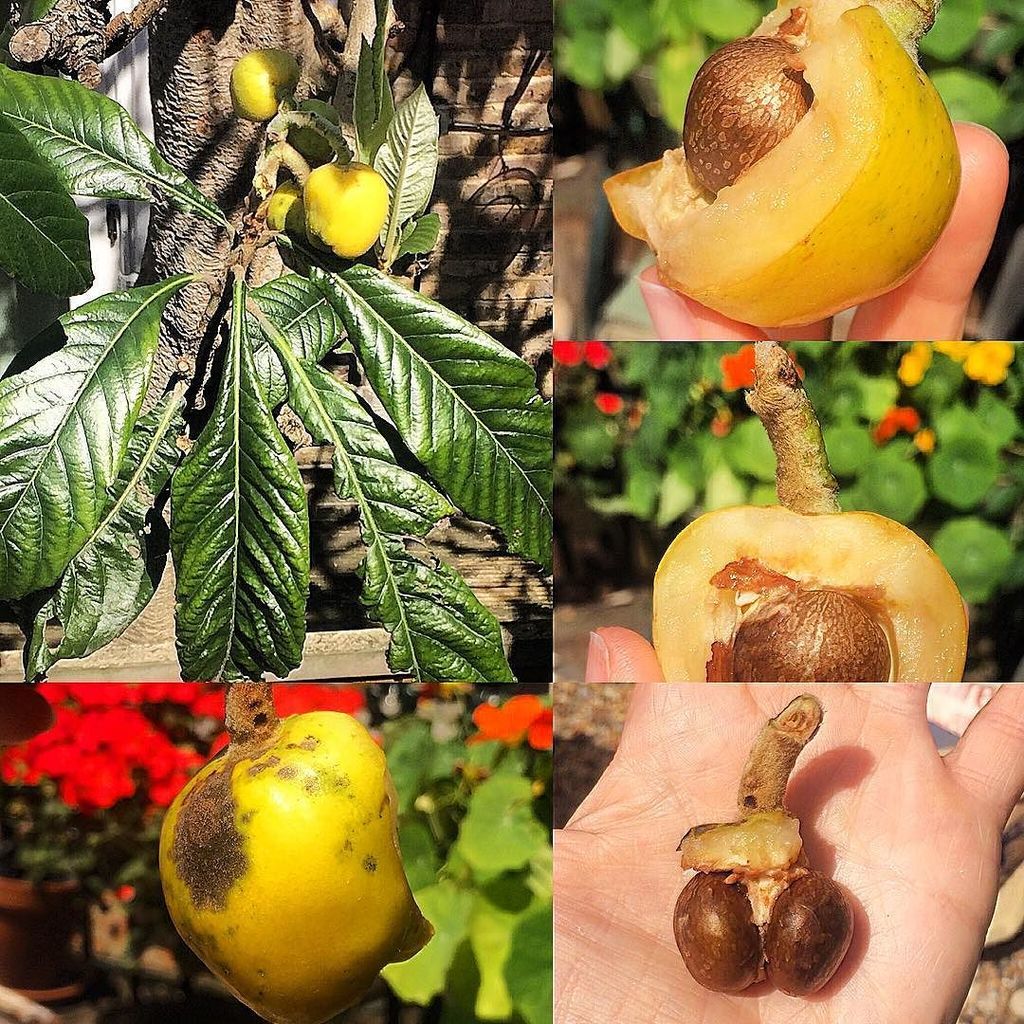 HenriettaClancy's tweet photo. HELP. Can anyone identify this delicious mystery fruit? I plucked it from the tree looming… https://t.co/cc8yeOdBAT https://t.co/gXC4AN91eE