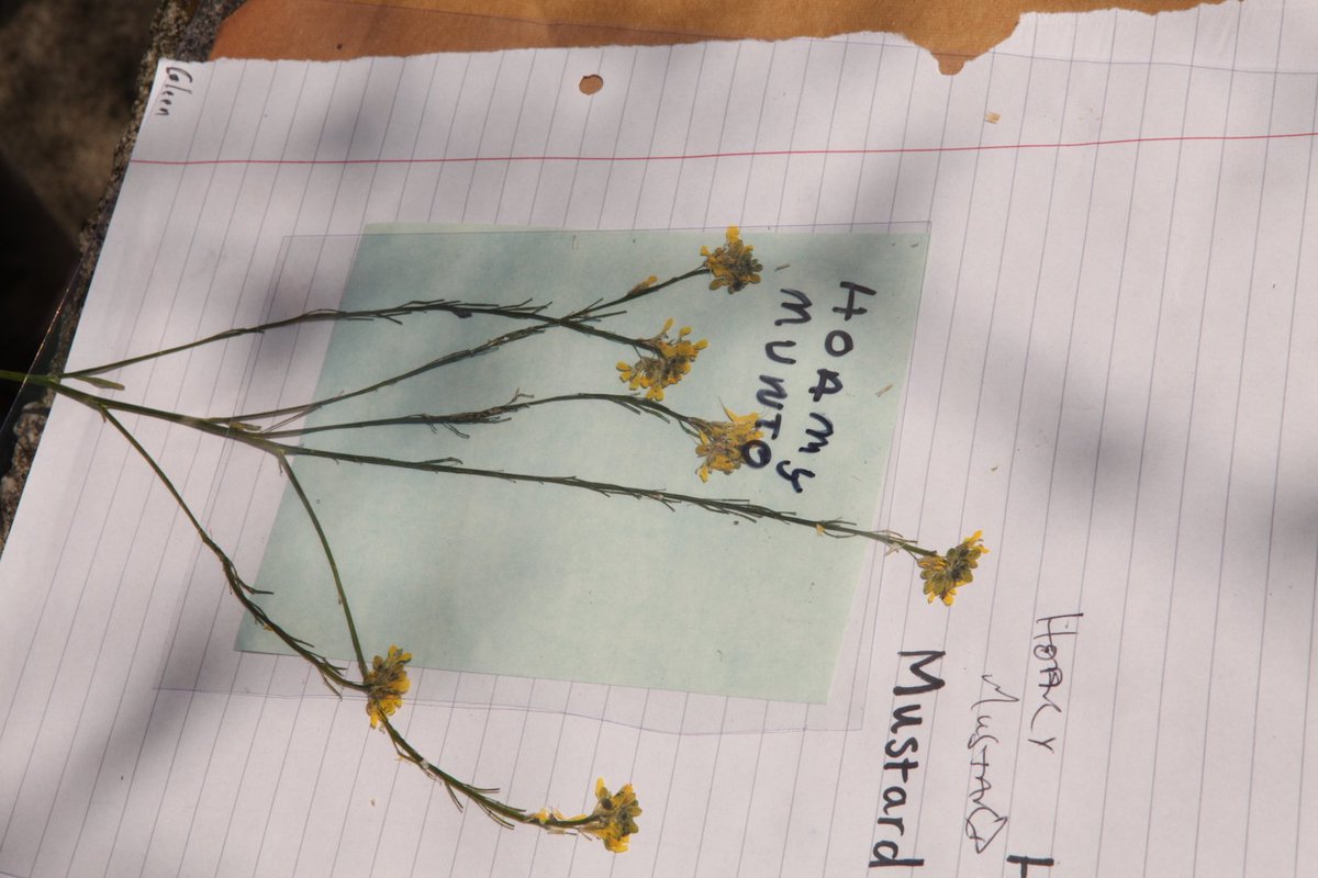 Redstart Arts tweet media