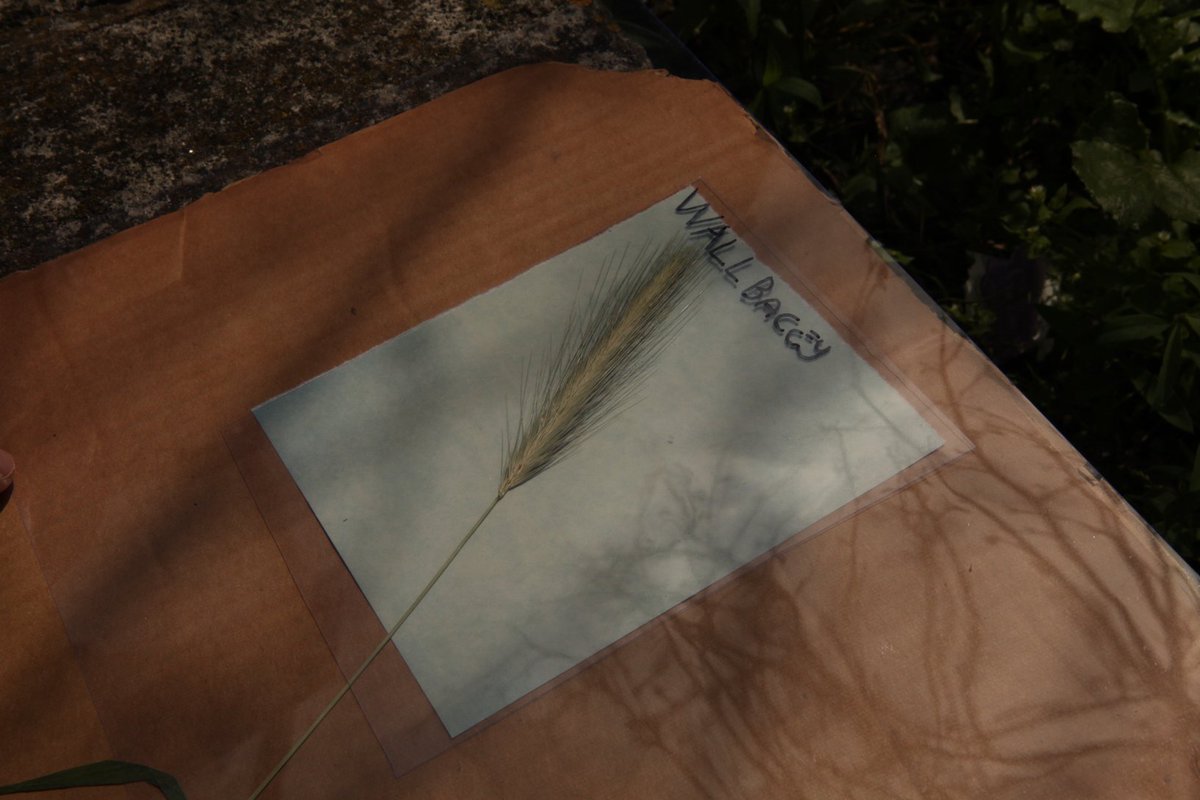 Redstart Arts tweet media