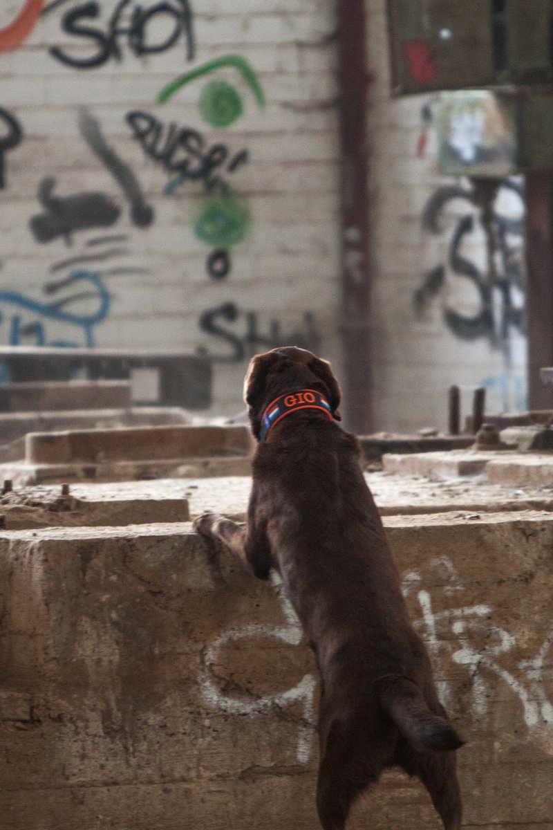 labradorgio's tweet photo. last #weekend I had a #SAR #training An old #factory was the place where we trained! #gio https://t.co/FGCezvpIYf https://t.co/CHaN6h6Ns4