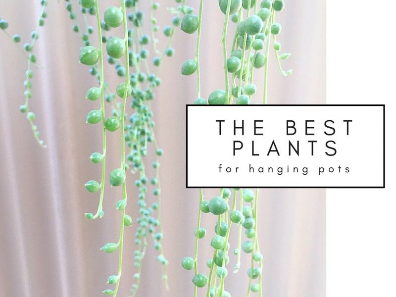 oururbanbox's tweet photo. I already have a few of these. I think I want a Boston Fern next! https://t.co/8wCHPlKqcq https://t.co/2TC7FVm2vj