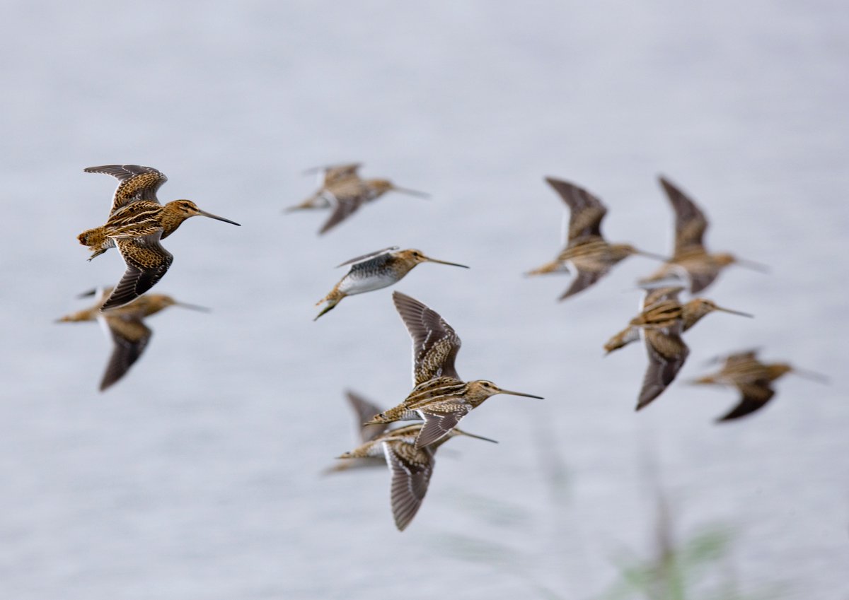 Our editor looks at the #methods and #locations involved in the #pursuit of this #bird:
ishootmag.com/features/drive…