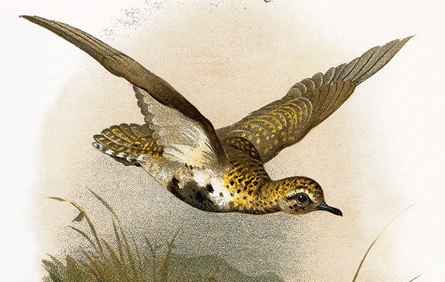 TheFieldmag's tweet photo. Why grouse moors could help our endangered waders #conservation https://t.co/wVYrZEzpZo https://t.co/bZFnhsnQ1l
