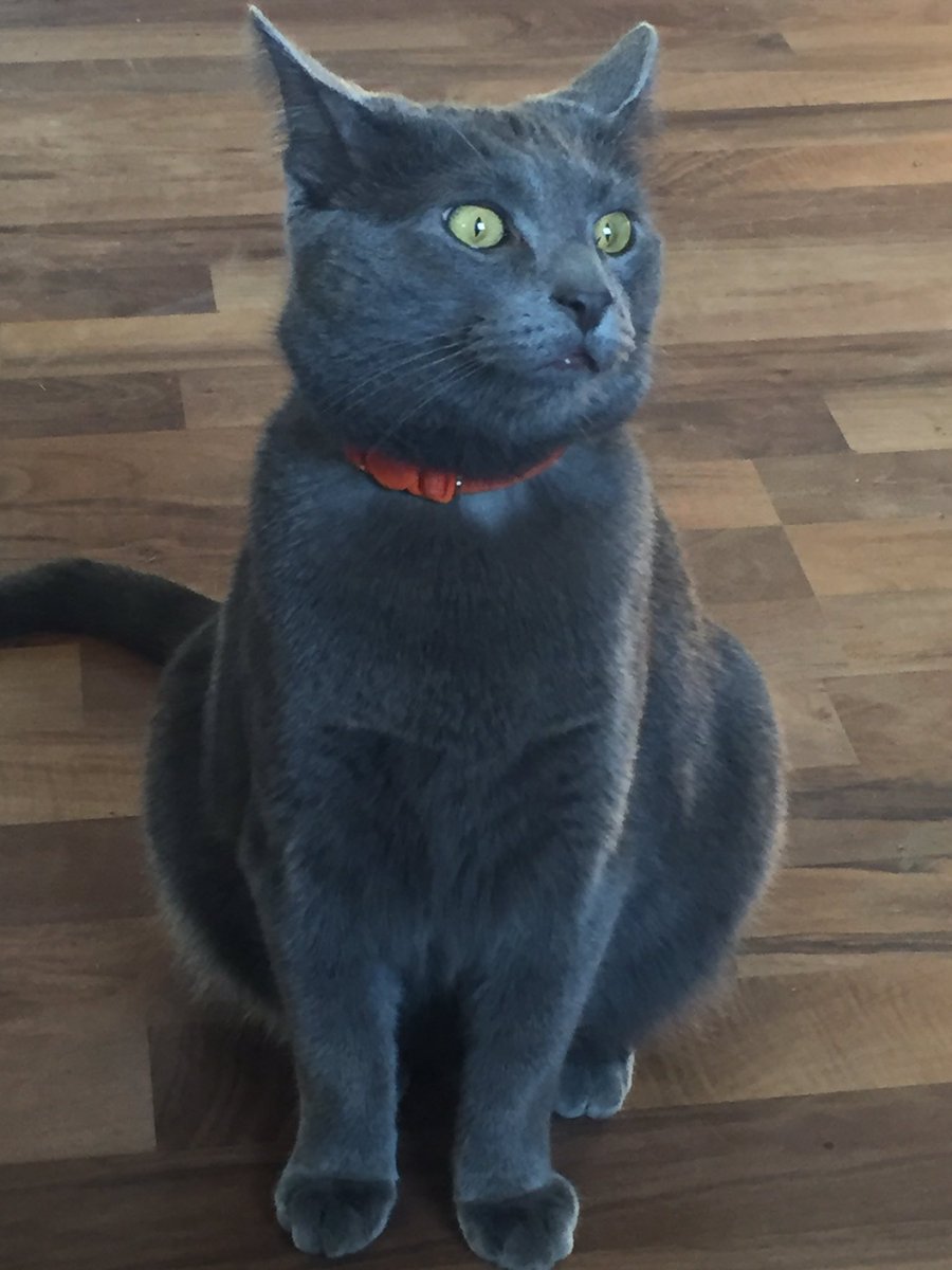 ChatsWithCats's tweet photo. Happy birthday month to Monster! To celebrate he ate all the things. https://t.co/e3NGi0iroj