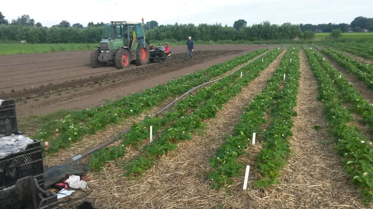 Berryplaza's tweet photo. Vandaag weer geplant voor Dé Aardbeidemodag 2016 @DelphyNL @ZLTO @Berryplaza https://t.co/0iSOHQP7Bk