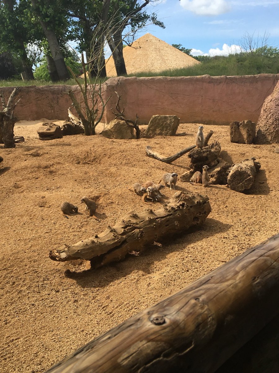 Yr1 Chester Zoo: Year 1 have found the meerkats and the children very excited!