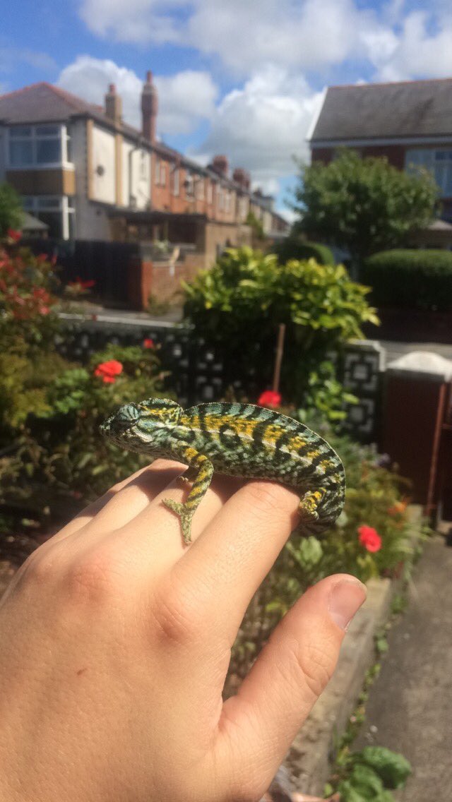 Gleneth93's tweet photo. So I took Spock out in the garden yesterday to catch some rays, look at those colours though! 😍 #carpetchameleon https://t.co/px2iIo23c4