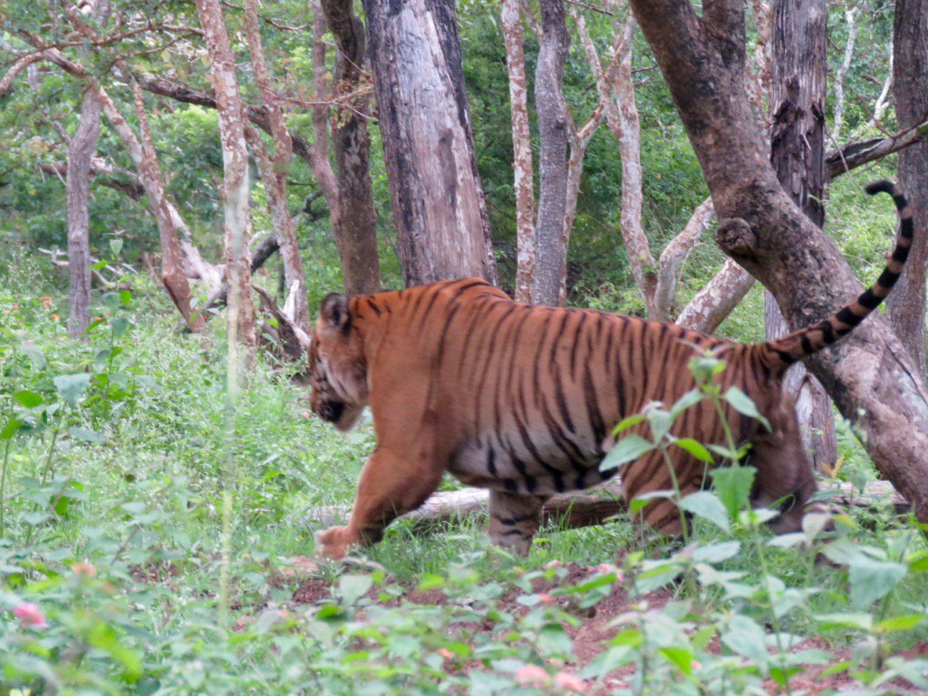 vrundavs's tweet photo. Prince of Bandipur🐯🐅🐯🐅
#bandipur
#forestsofkarnataka
#savetiger
@SanctuaryAsia https://t.co/RMmuY0Fucj