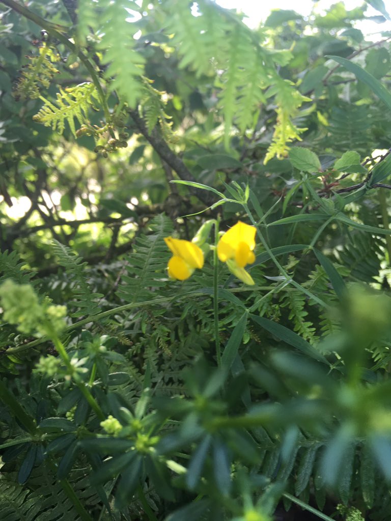 stmabynholidays's tweet photo. So lovely to see the wild flowers in the campsites hedgerows. #wildflowers #cornwall https://t.co/lm1eOpshzo