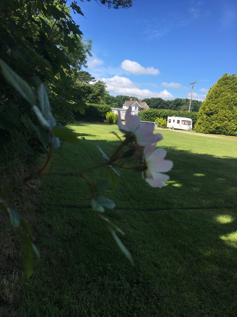 stmabynholidays's tweet photo. So lovely to see the wild flowers in the campsites hedgerows. #wildflowers #cornwall https://t.co/lm1eOpshzo