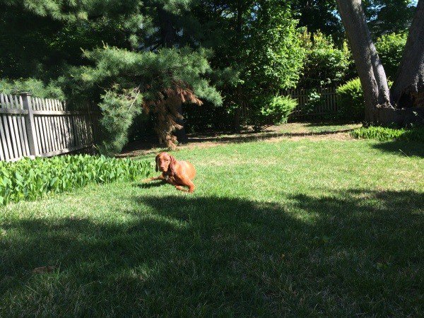 AllDogs__'s tweet photo. #new Finley the Vizsla Tries Out the QuikShade Pet Bed https://t.co/GIeKgYqPQw https://t.co/vg5rHrjosC