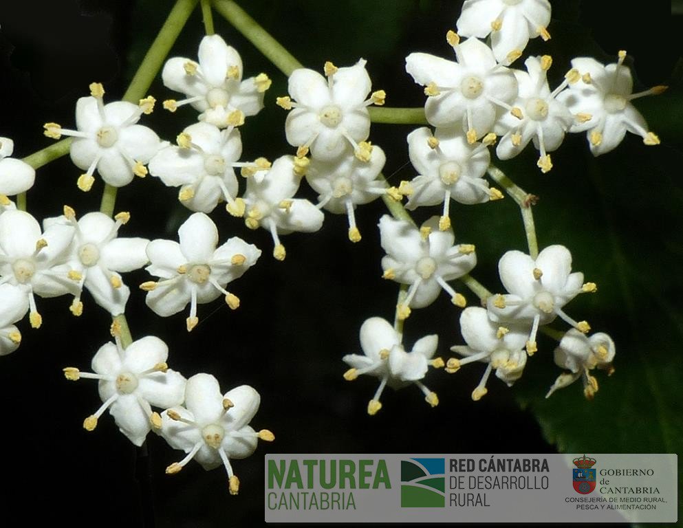 Naturea Cantabria tweet media