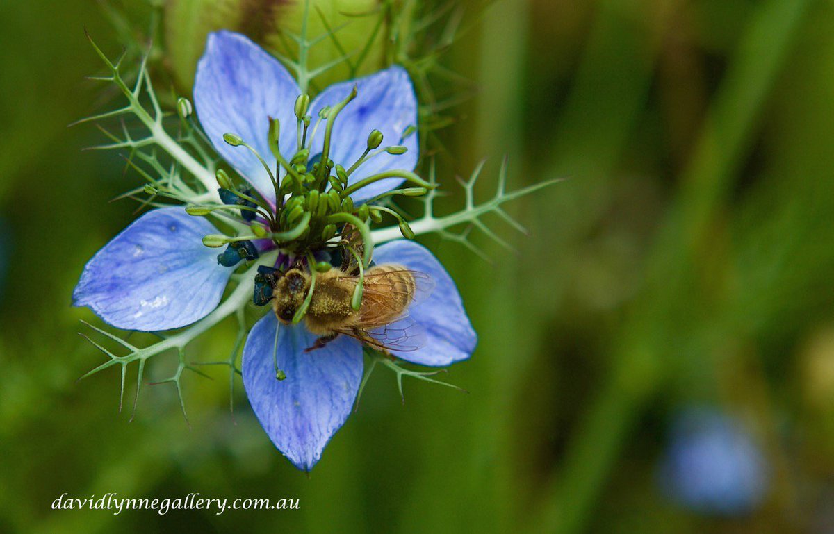 DavidLynnePhoto's tweet photo. Found this cute bee busy collecting pollen for the hive #bayofislandsnewzealand #beeinflower #bees https://t.co/UQZq29HqWS