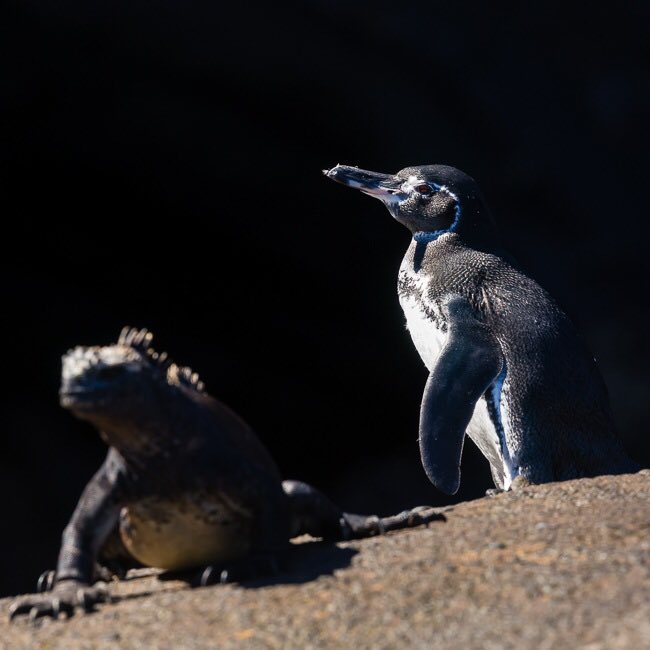 B1RDER's tweet photo. A #Penguin sitting beside an #iguana all seems a little #strange until you realise we are on the #GalapagosIslands https://t.co/1tNSv8076M