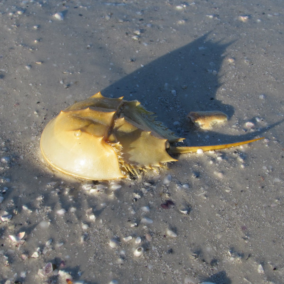 EdisonBchHouse's tweet image. #horseshoecrab on #FortMyersBeach #EdisonBeachHouse #LoveFL
