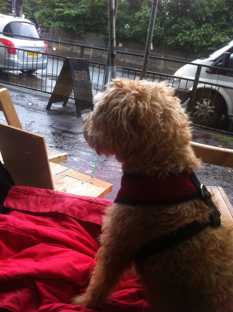 ZaraKitson's tweet photo. Amelia enjoying a window seat at @stansstudio as I crack on with work. Good old Dennistoun #OfficeAlternative https://t.co/9923kiAgZA