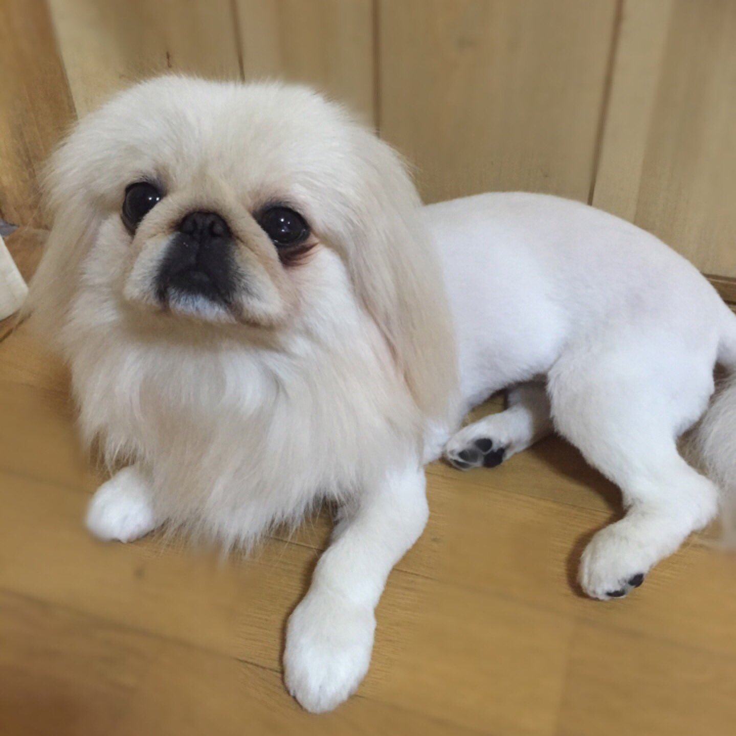 Shinbi 3ミリライオンカット ジョリジョリ ペキニーズ T Co Feavjhhsgn Twitter