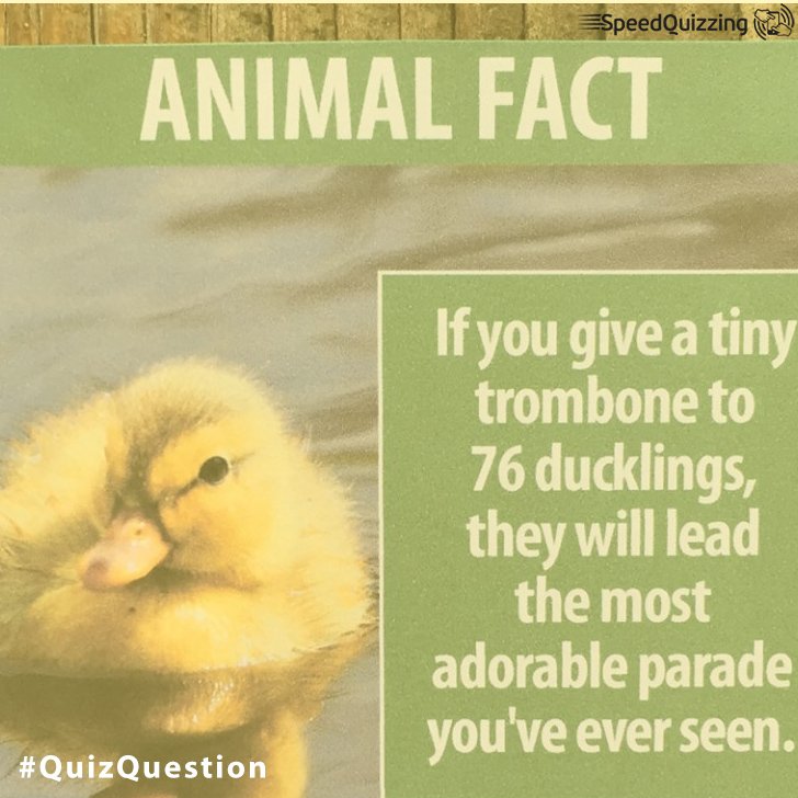 SpeedQuizzing's tweet image. #QuizQuestion A comedian has being leaving his own made up Animal Facts (such as this) around which Zoo?