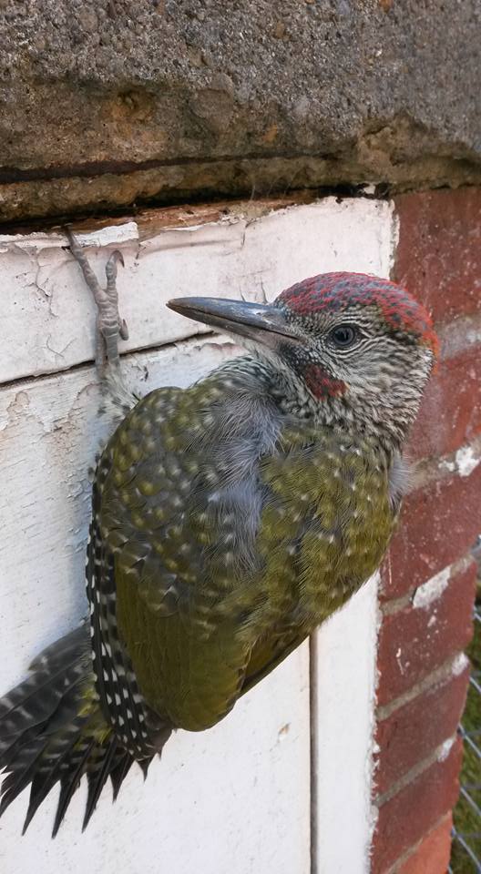 Found by a road- a green woodpecker. Very exciting to see! He is now safely away from all the traffic!!