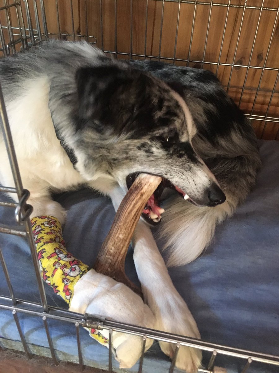 SARDogIzzy's tweet photo. Big treat for a poorly pup 😜 https://t.co/1kTP1GwWVw