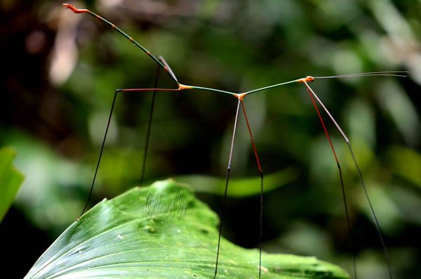 Strange_Animals's tweet photo. An amazing stick insect! https://t.co/1nAfn8Jk5P