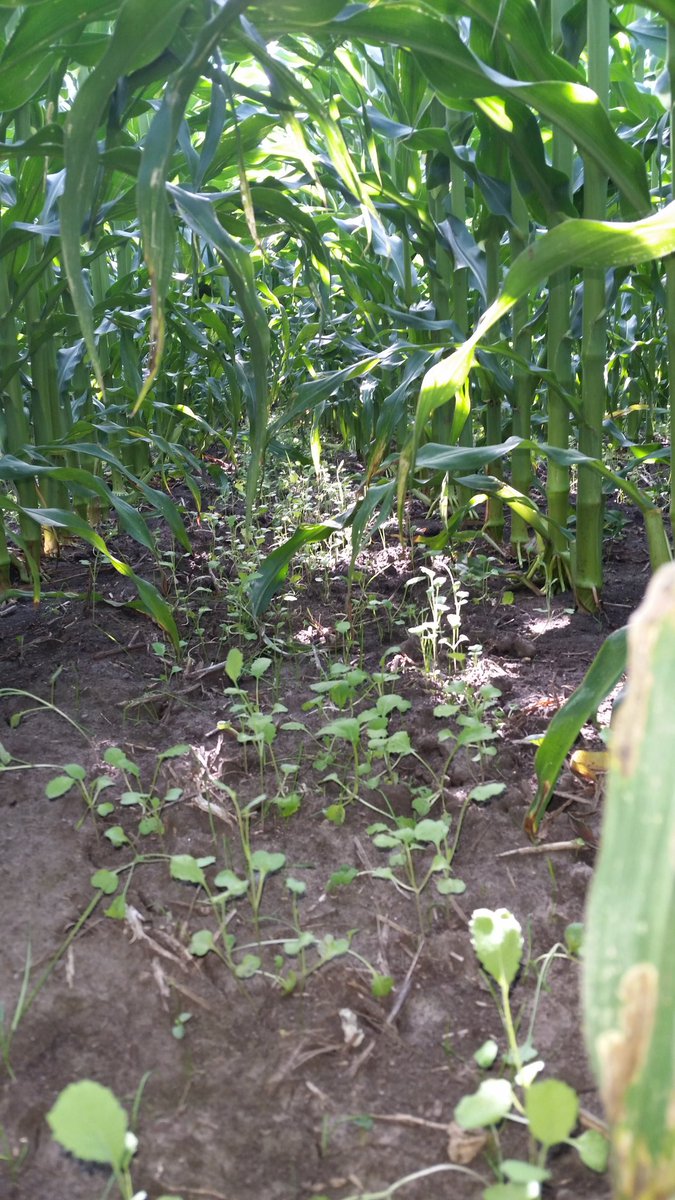 farmboycotter's tweet photo. ARG, kale, red clover, common vetch  are looking great! #interseeding, #soilhealth https://t.co/NV0lN9XvsA