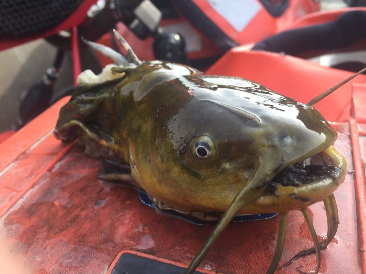 JasonBarnucz's tweet photo. Seems turtles had their own fish fry last night?! #fykenets   #fieldissues #thestruggleisreal #fisheries #science https://t.co/Uehc5YdRV7