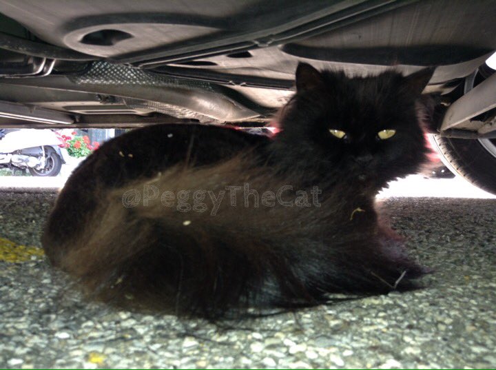 PeggyTheCat's tweet image. My neighbour Mary is trying to keep cool in the shade under a car. #hatesummer