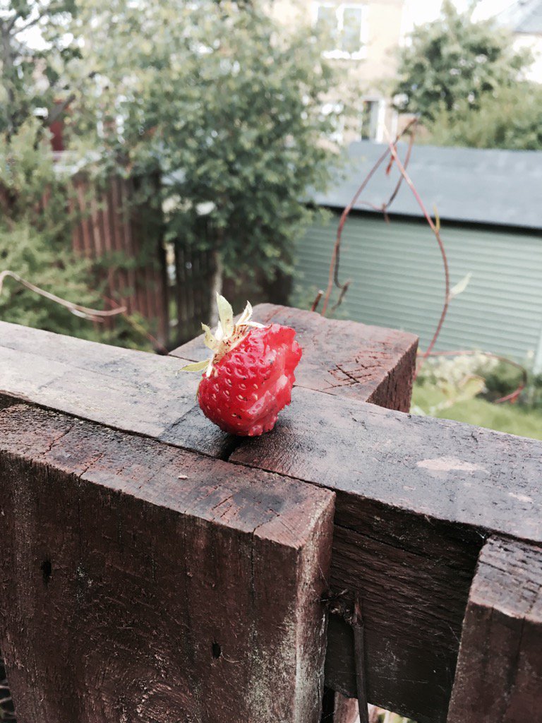 Our local squirrel is ambivalent about strawberries. His calling card.