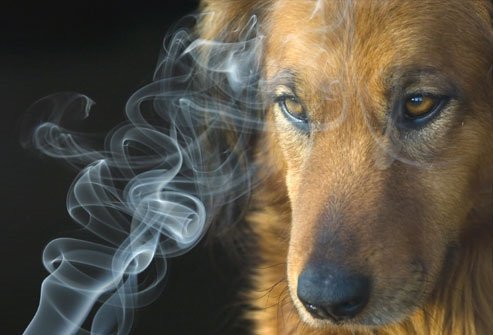 Sitting4aCause's tweet photo. Do you know how dangerous secondhand smoke can be to your pet?

https://t.co/M5DW8Onrmb https://t.co/VA1IGHNXHD
