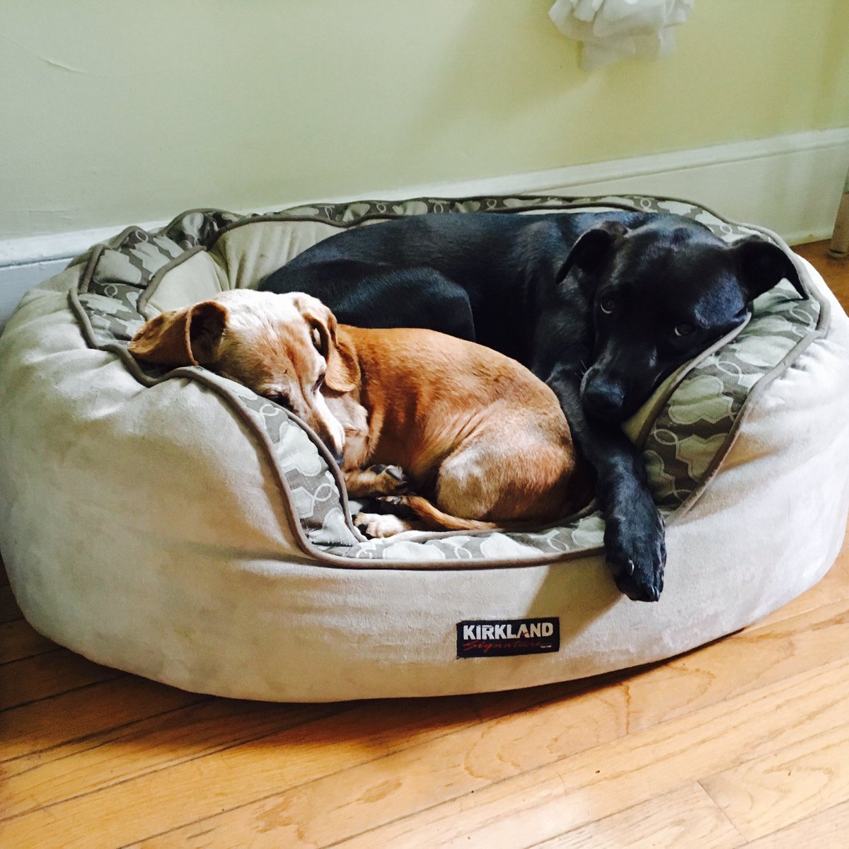 AaTs2's tweet photo. Morning cuddles with Molly and Frederick, who just turned 15 years old! https://t.co/ImA3r7C7jZ