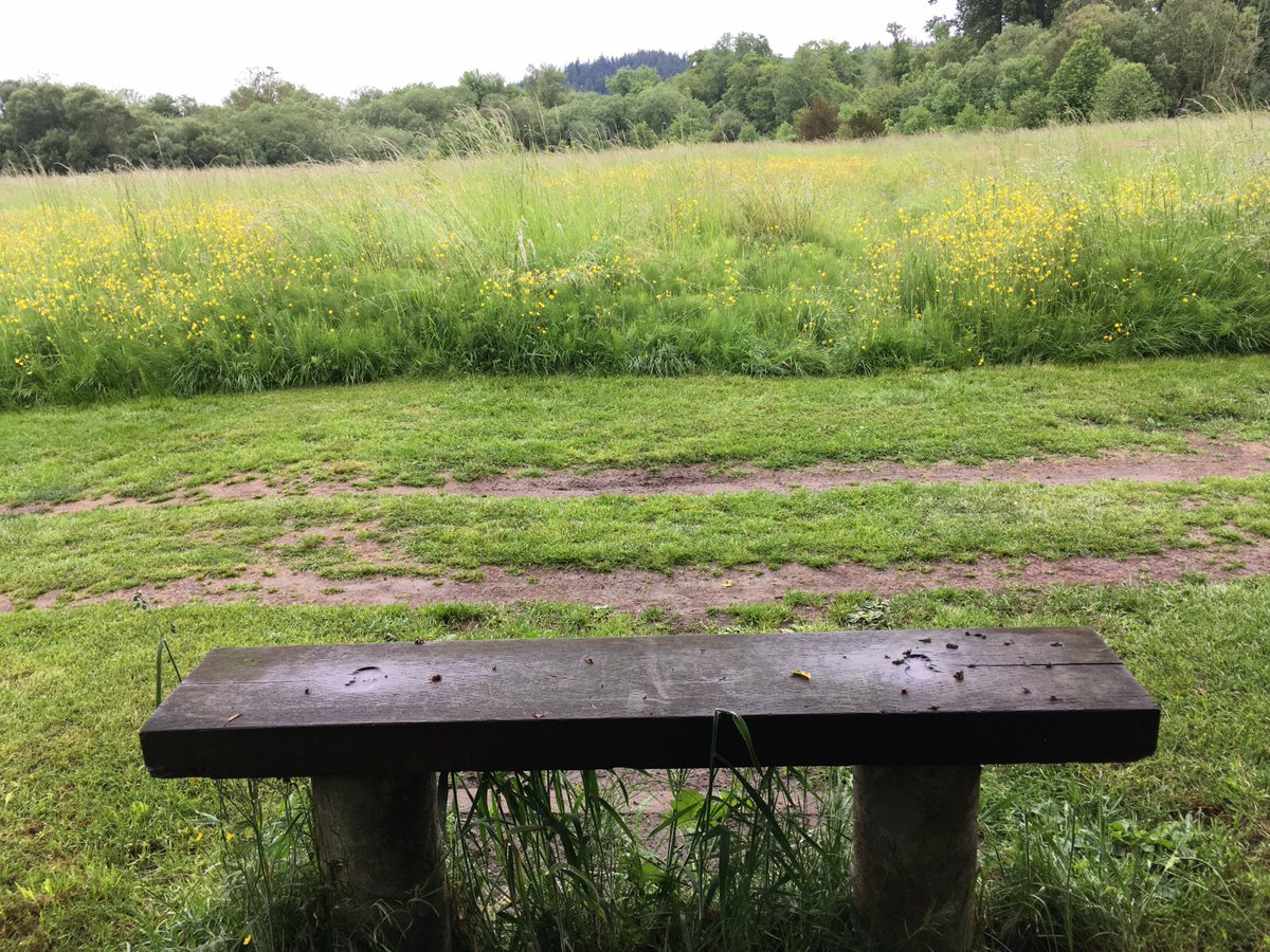 benchesofissy's tweet image. Quiet meadow bench just across the bridge from the big parking lot at Sammamish State Park.