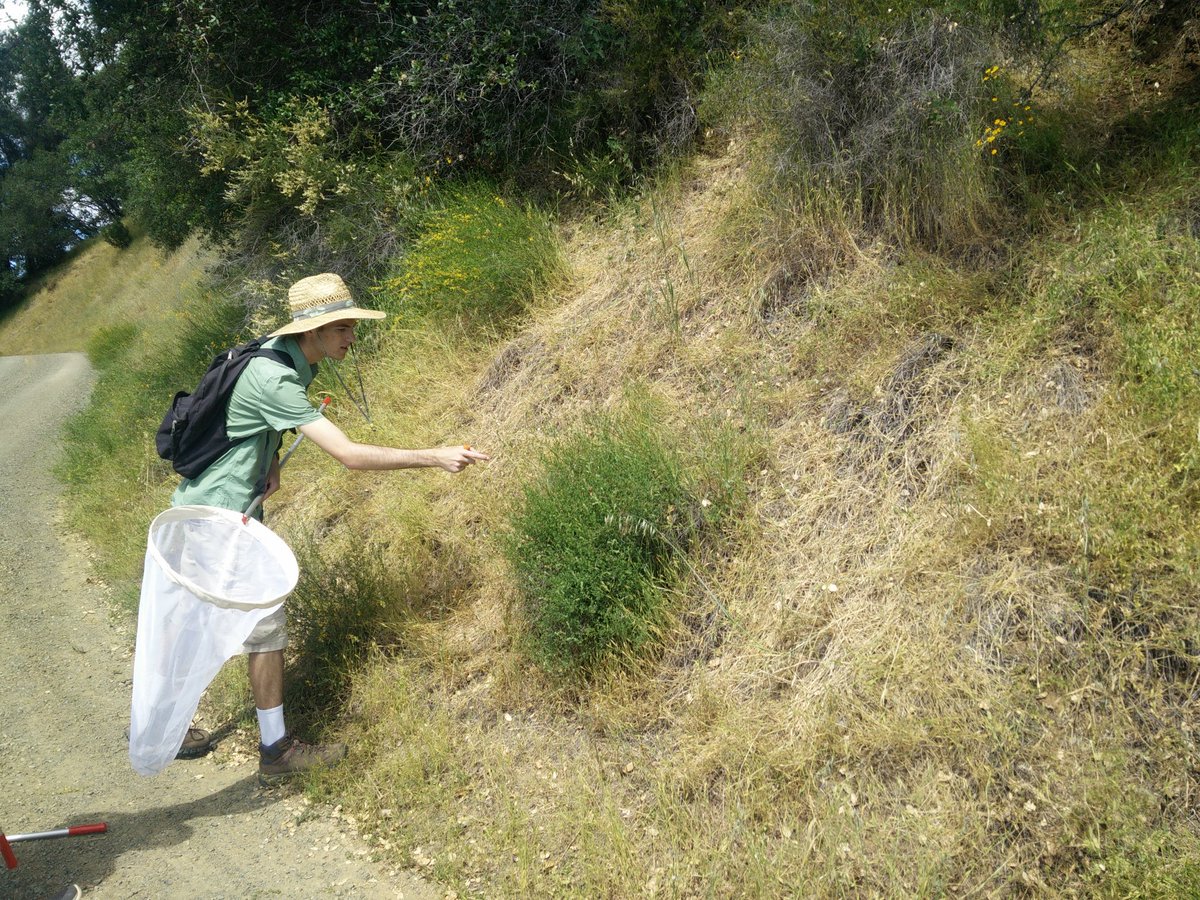 averymkruger's tweet photo. Catching bees with #DavisSEEDS https://t.co/exZDGcXFxa
