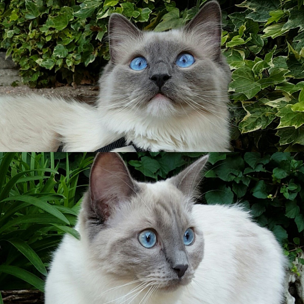GeertjevdVelden's tweet photo. Lekker buiten genieten met m'n knappe mannen Nacho en Taco ❤😊 #CatsOfTwitter #ragdoll #katten #cats https://t.co/kVBuZo433O