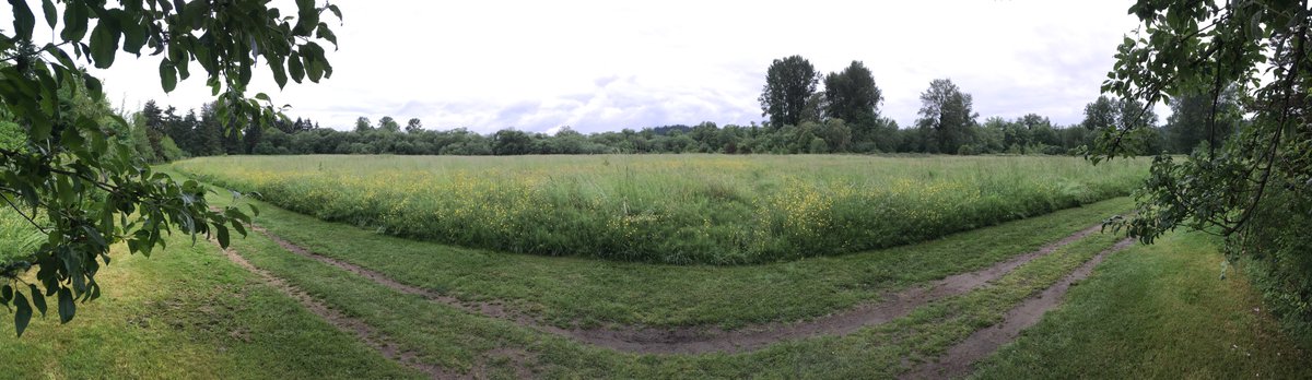 benchesofissy's tweet image. Quiet meadow bench just across the bridge from the big parking lot at Sammamish State Park.