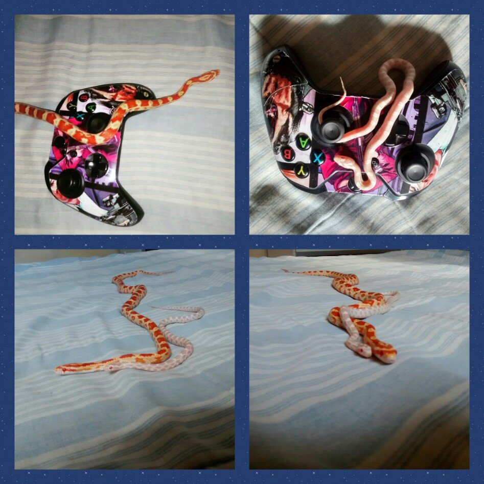 CoolEinsteinn's tweet photo. Corn Snakes e games😍💓 https://t.co/nDqzP86OK0