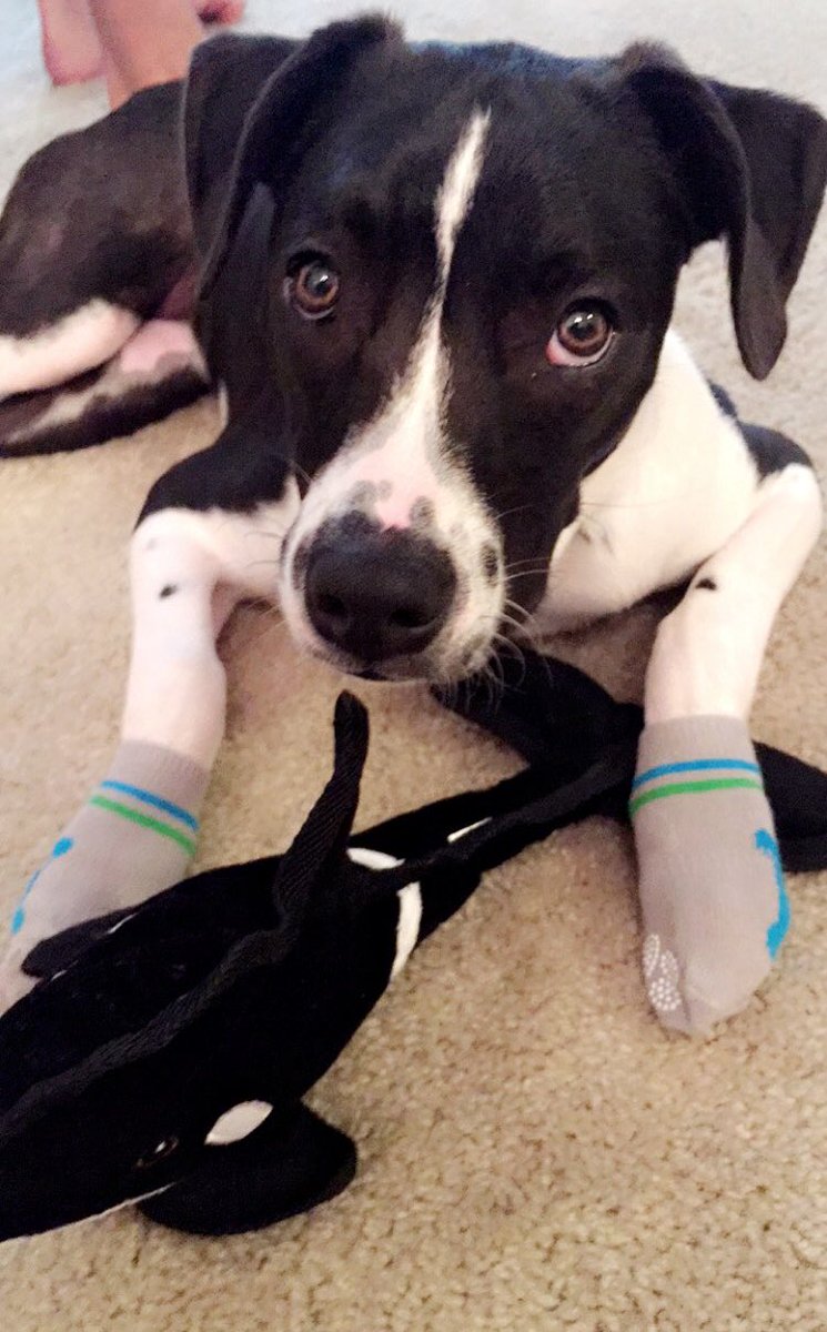 Caitlin_Allen3's tweet photo. I got her a whale toy, @markyt_4 got her socks.... Who wins? https://t.co/W3TEn0hC7H