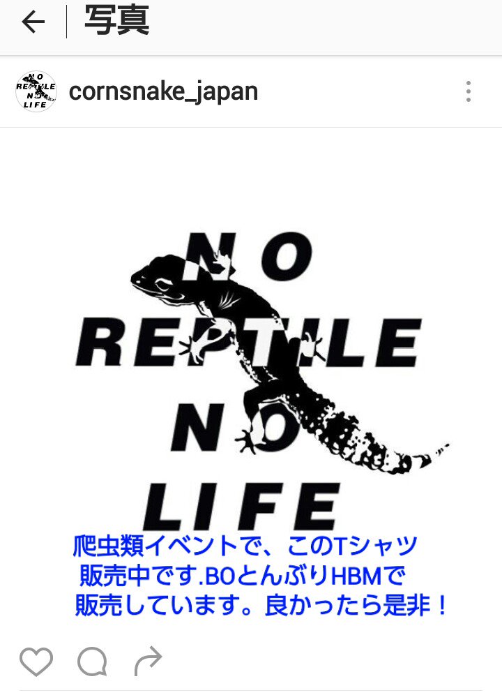 レプタイルラボとんぶり出店11 7コーンスネーク No Twitter ヒョウモントカゲモドキ レオパ レオパードゲッコー 爬虫類イベント 出店 爬虫類 とんぶり ぶりくら ブラックアウト Hbm このtは爬虫類イベントで販売中です ヒョウモントカゲモドキブリーダーも愛用中