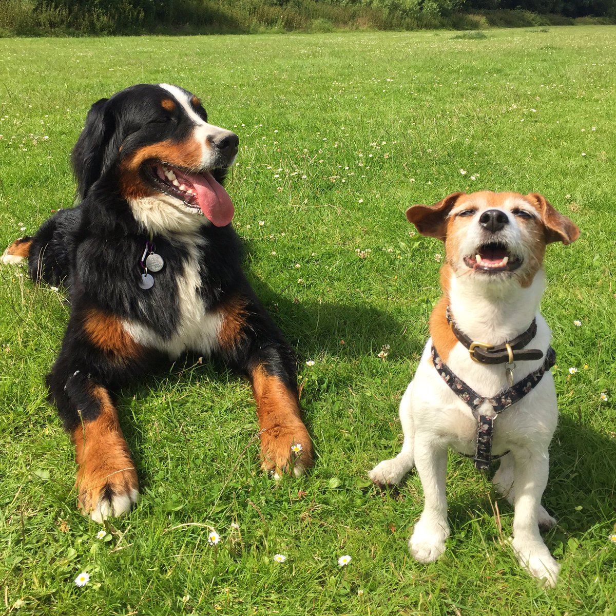 wagandstride's tweet photo. These girls declare this day, as officially, owned! 👊🏽💥 #BAM #dogs #dogfriendly #doggydaycare #WoofWoofWednesday https://t.co/1vg4X2QsOG