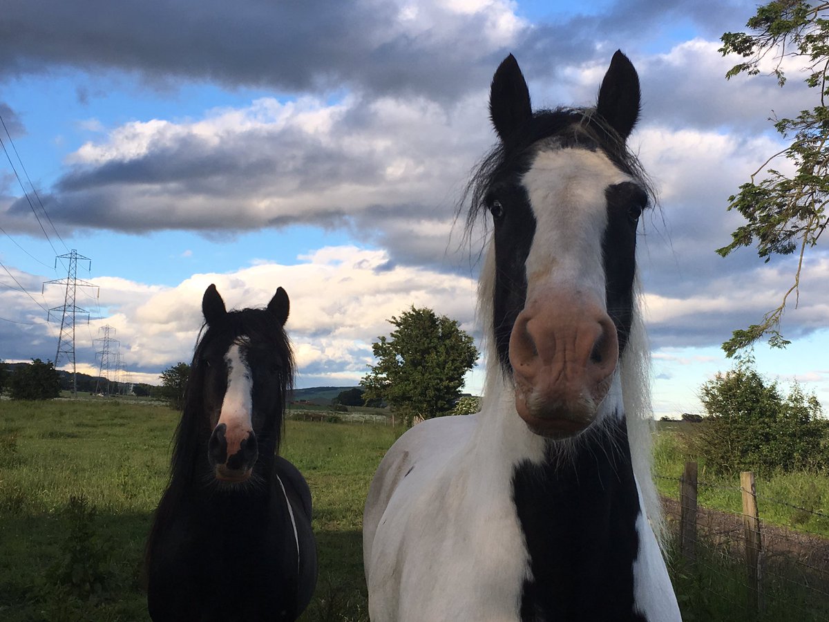 fallcorps's tweet photo. My Pretty boys 💗🐴 #horses #cobs #chill #bignsmall #cute #love https://t.co/e3ctH6RPjA