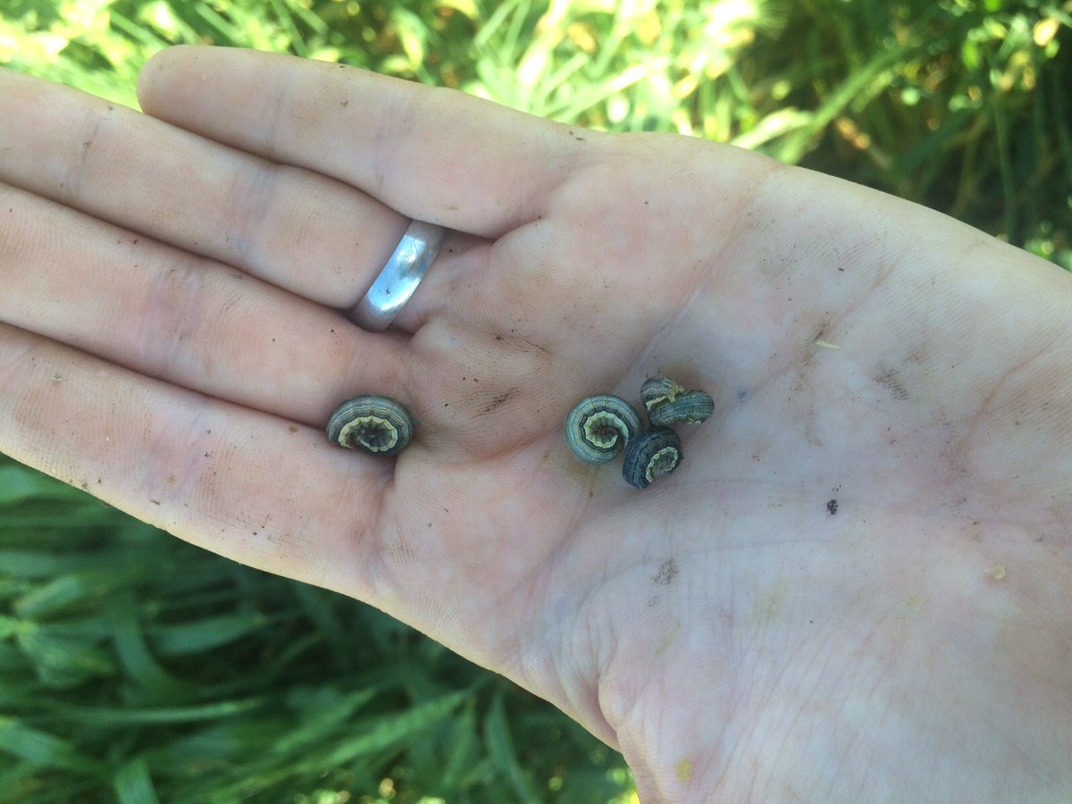AirArtys's tweet photo. Finding some cereal armyworms - check your fields before it's too late! #nomnomnom #spray16 🐛 https://t.co/M1L3uvNOJM