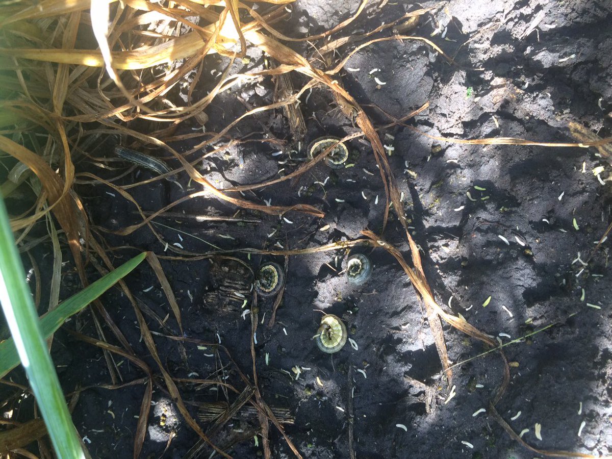 AirArtys's tweet photo. Finding some cereal armyworms - check your fields before it's too late! #nomnomnom #spray16 🐛 https://t.co/M1L3uvNOJM