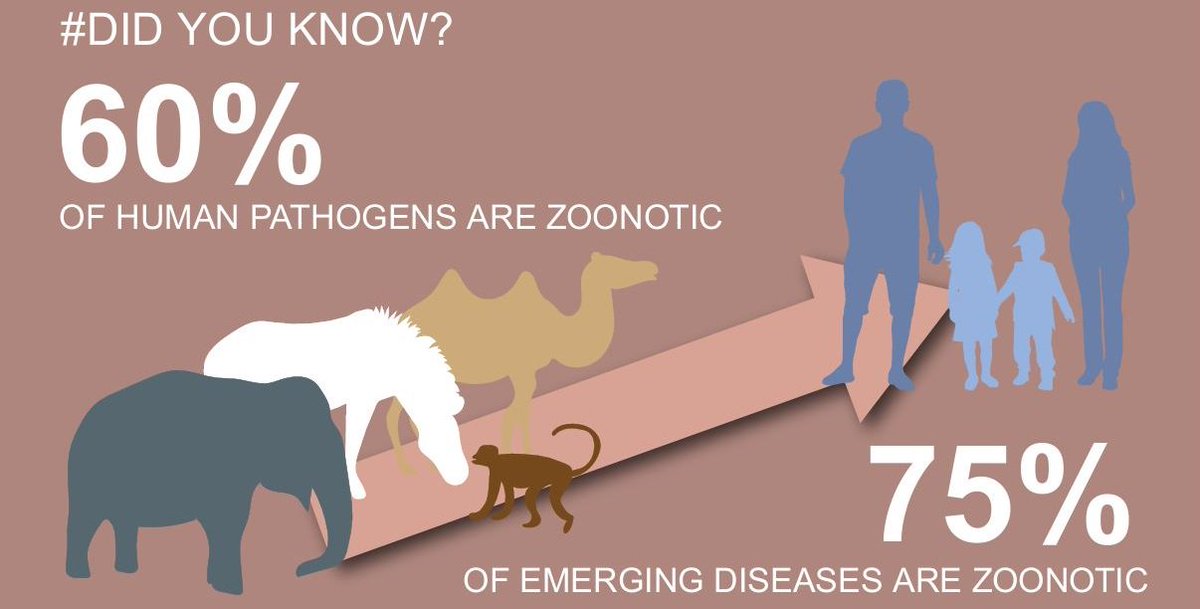 Boehringer_AH's tweet image. Dr Silke Birlenbach, Head of Livestock&amp;amp;Veterinary Public Health, talks to us about #Zoonoses bit.ly/29nRHIX