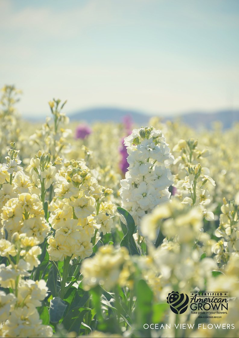 OVFlowers's tweet photo. #summer #flowerfields #CAGrown #AmericanGrown #flowerfarmer #flower #originmatters https://t.co/WEKmefTZay