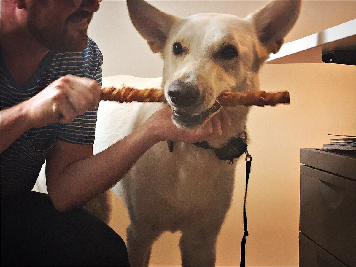bootsmannthedog's tweet photo. #OfficeWednesday with food service by @InselaffeKoeln ...that's the way I like it. #dogsworkhardest #dogsoftwitter https://t.co/jRYnDq4VEt